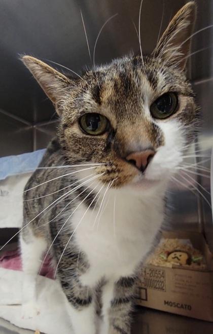 Enlarge Mama Kitty, a Adoptable mixed breed in Elmira, NY image 2/2