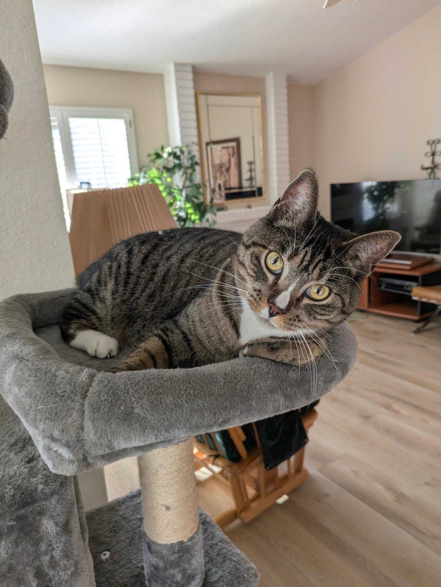 Josie, Adoptable, Adult Female Tabby & Domestic Short Hair.