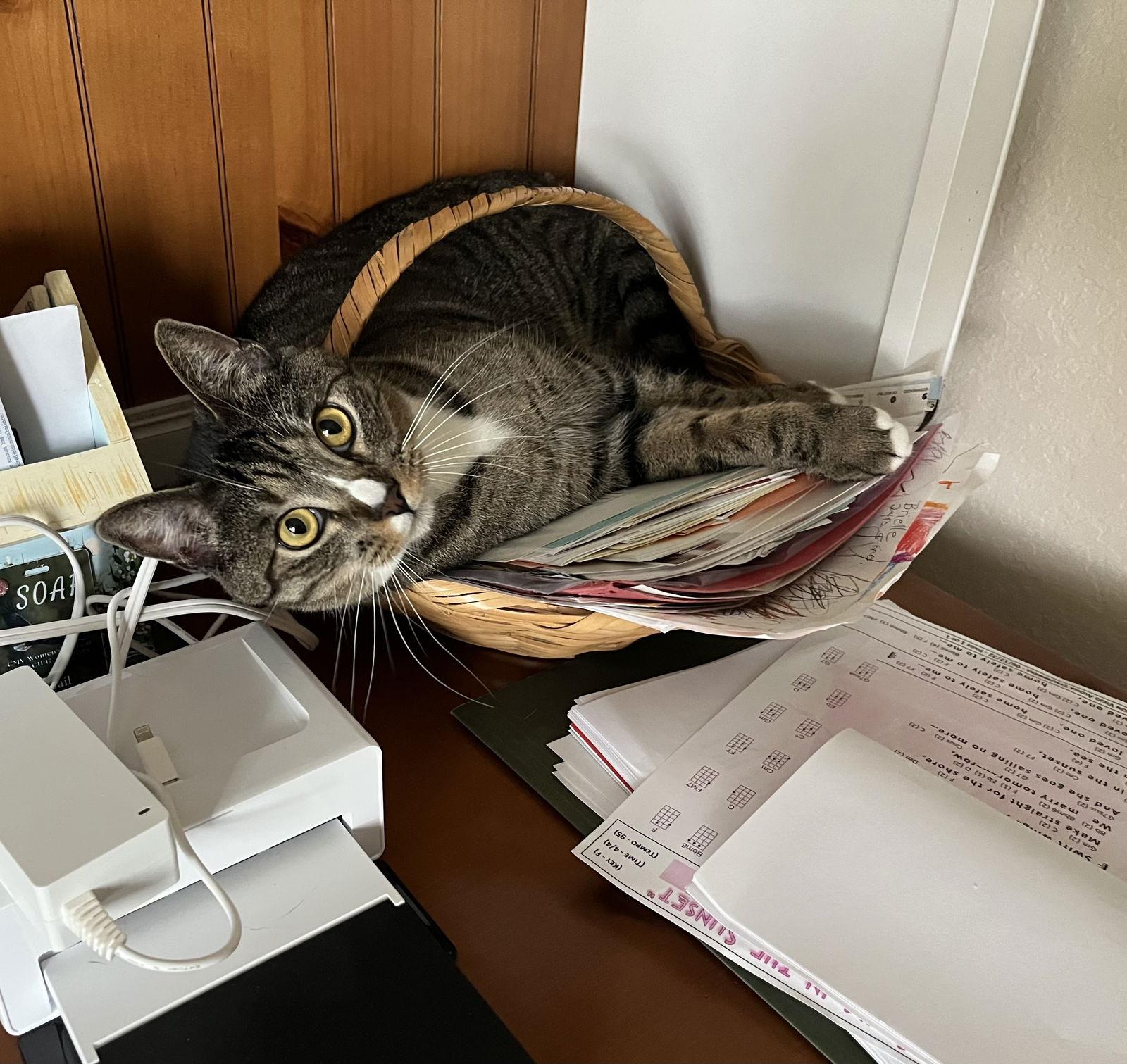 Josie, Adoptable, Adult Female Tabby & Domestic Short Hair.