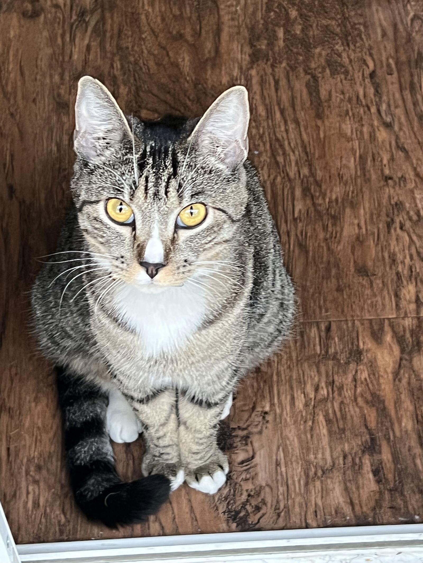 Enlarge Josie, a Adoptable mixed breed in Laguna Niguel, CA image 2/3