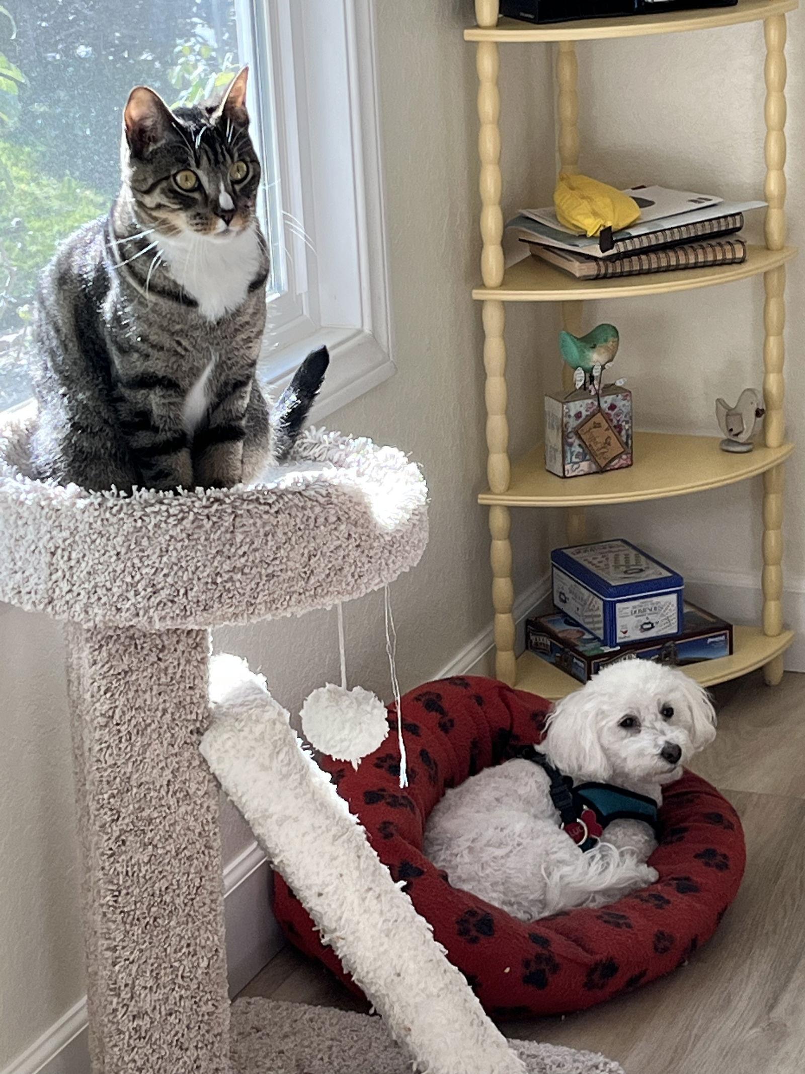 Enlarge Josie, a Adoptable mixed breed in Laguna Niguel, CA image 3/3