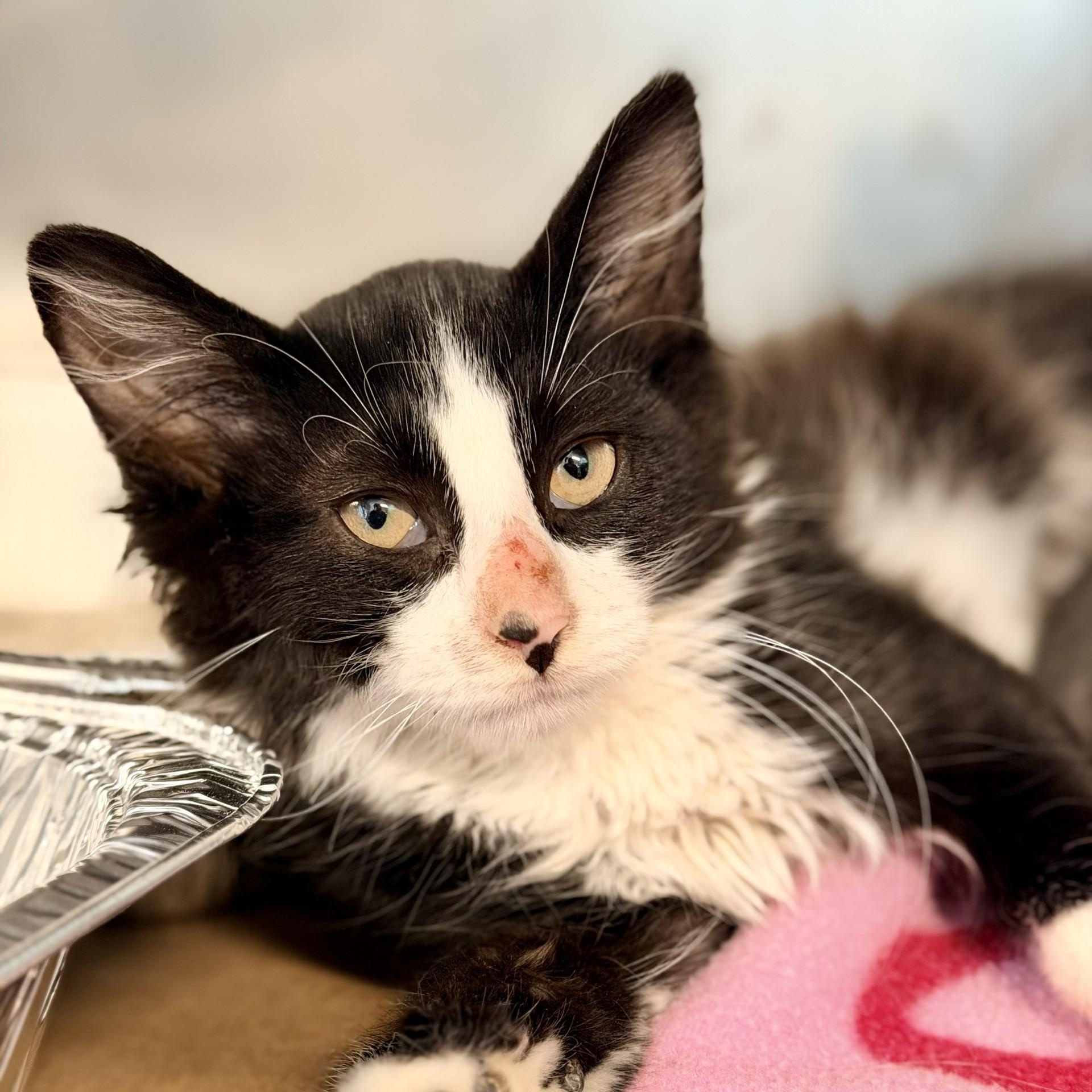 Surge, a ADOPTABLE Domestic Medium Hair in Jackson, NJ image 2/2