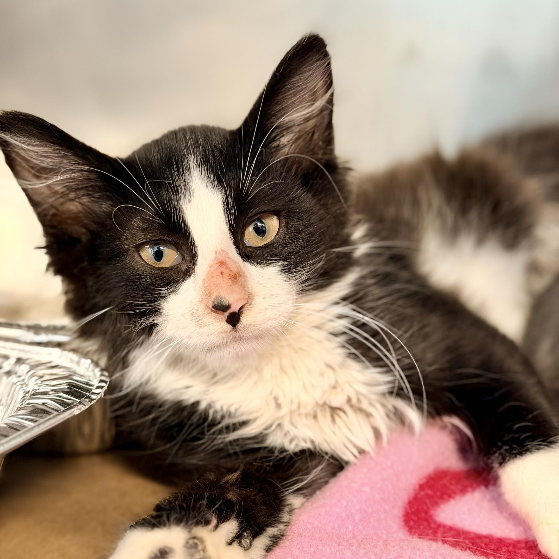 Surge, ADOPTABLE, Kitten Male Domestic Medium Hair.