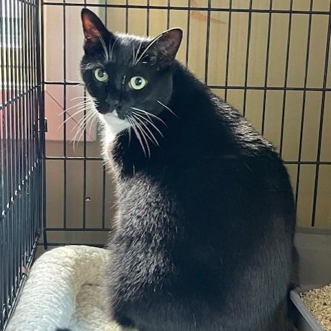 Theo, Adult Male Domestic Short Hair