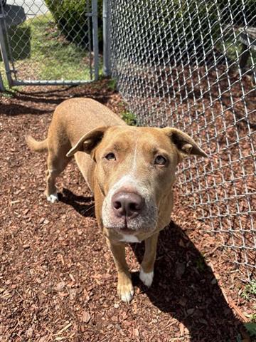 Enlarge JOSIE, a Adoptable mixed breed in Panama City, FL image 1/1