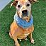 Enlarge Cooper, a ADOPTABLE Rhodesian Ridgeback in Long Beach, NY image 1/1
