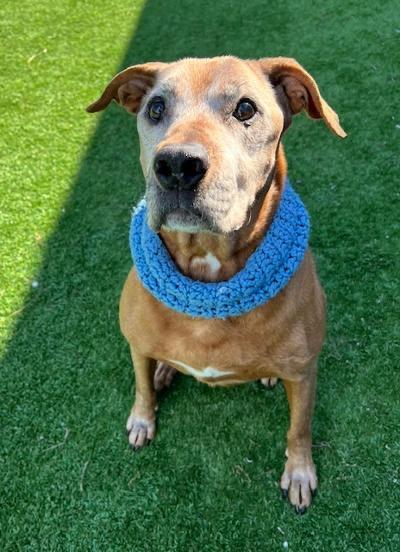 Enlarge Cooper, a ADOPTABLE Rhodesian Ridgeback in Long Beach, NY image 3/5