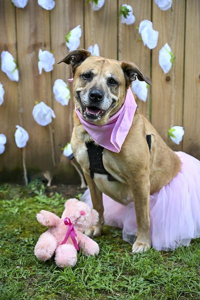 Maggie Shepherd Dog