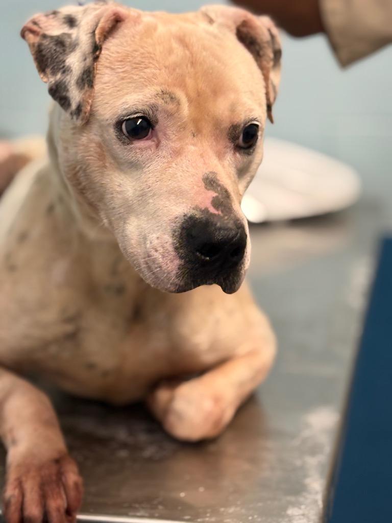 Paul, Adoptable, Young Male Mixed Breed.