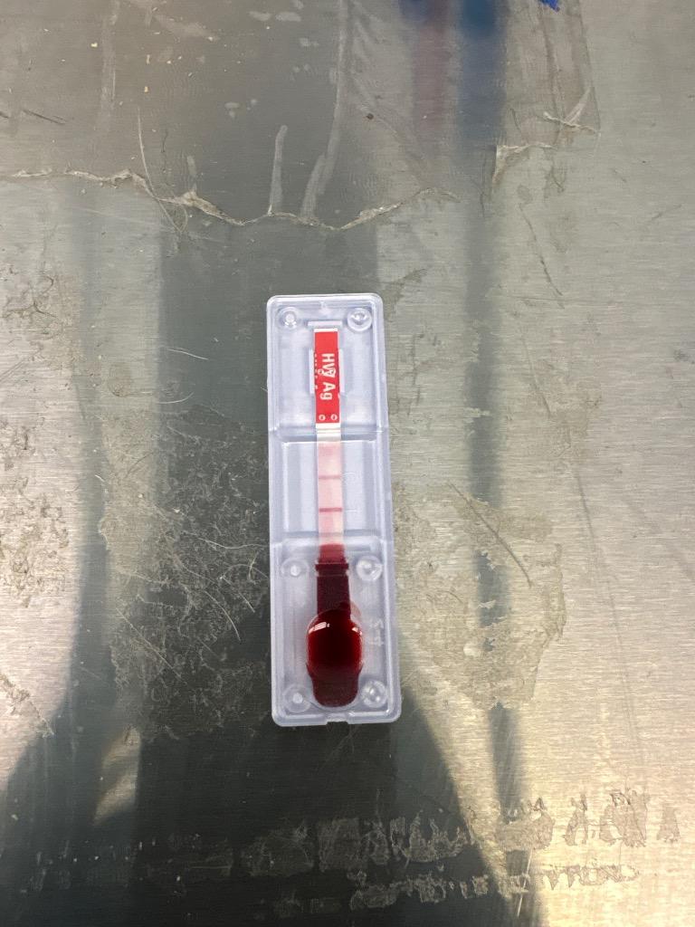 Enlarge Paul, a Adoptable mixed breed in Effingham, SC image 2/3