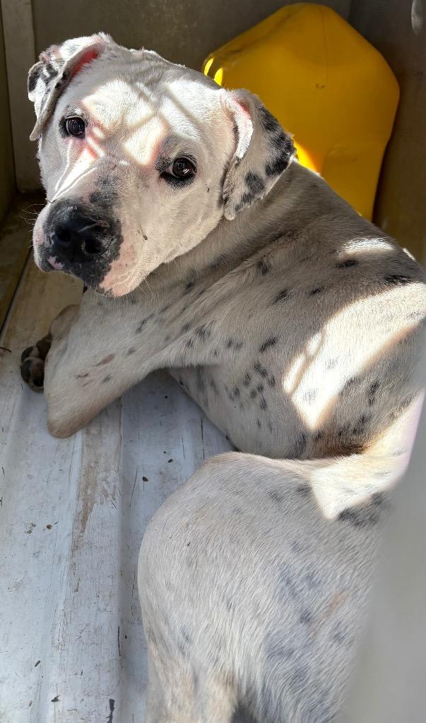 Enlarge Paul, a Adoptable mixed breed in Effingham, SC image 3/3