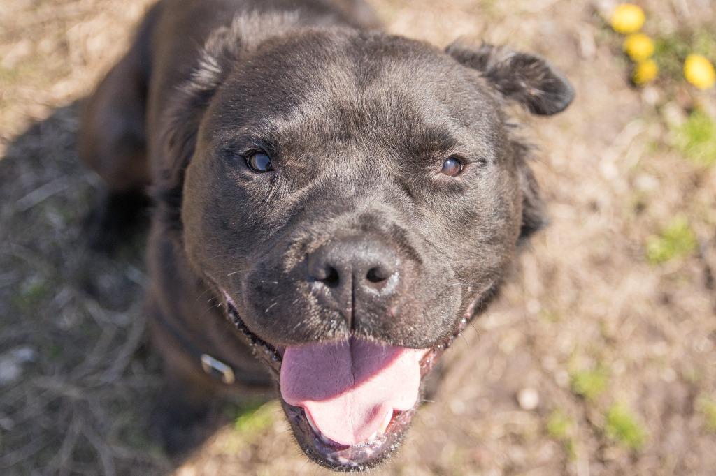 Jet, a Adoptable American Staffordshire Terrier in Lansing, KS image 3/6