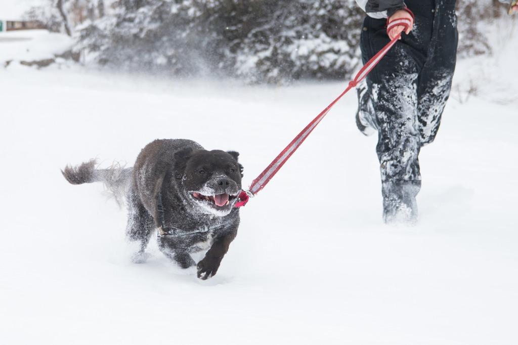 Jet, a Adoptable American Staffordshire Terrier in Lansing, KS image 4/6