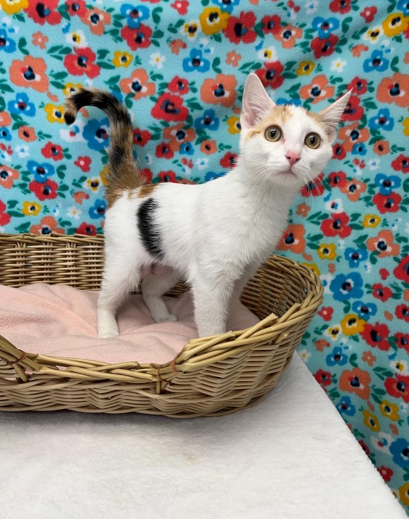 Enlarge Lays, a Adoptable Domestic Short Hair in Benld, IL image 1/1