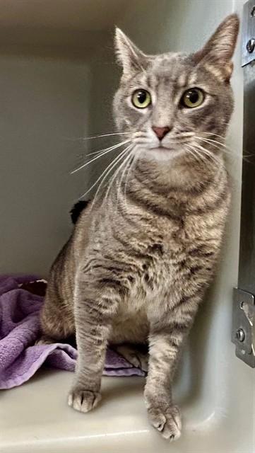 Enlarge MEATBALL, a Adoptable Domestic Short Hair in Salinas, CA image 1/1