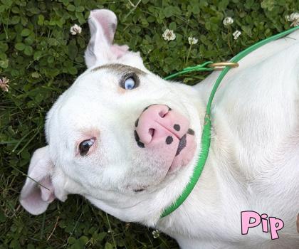 Pip, Adoptable, Adult Female Pit Bull Terrier & Australian Shepherd.
