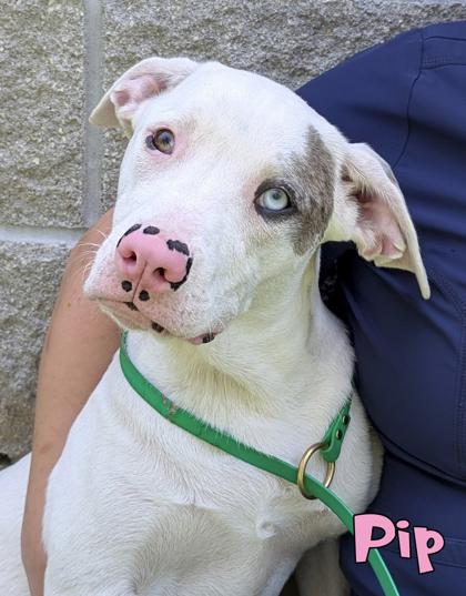 Enlarge Pip, a Adoptable mixed breed in Mason, MI image 2/3