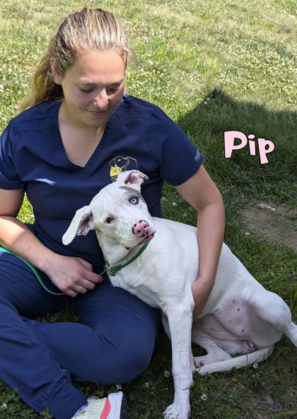 Enlarge Pip, a Adoptable mixed breed in Mason, MI image 3/3