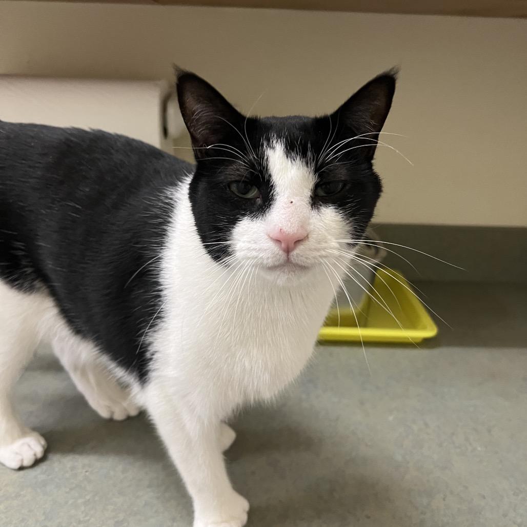 Phoenix, Adoptable, Adult Male Domestic Short Hair.