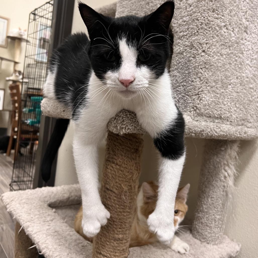 Enlarge Phoenix, a Adoptable Domestic Short Hair in Las Vegas, NV image 2/2