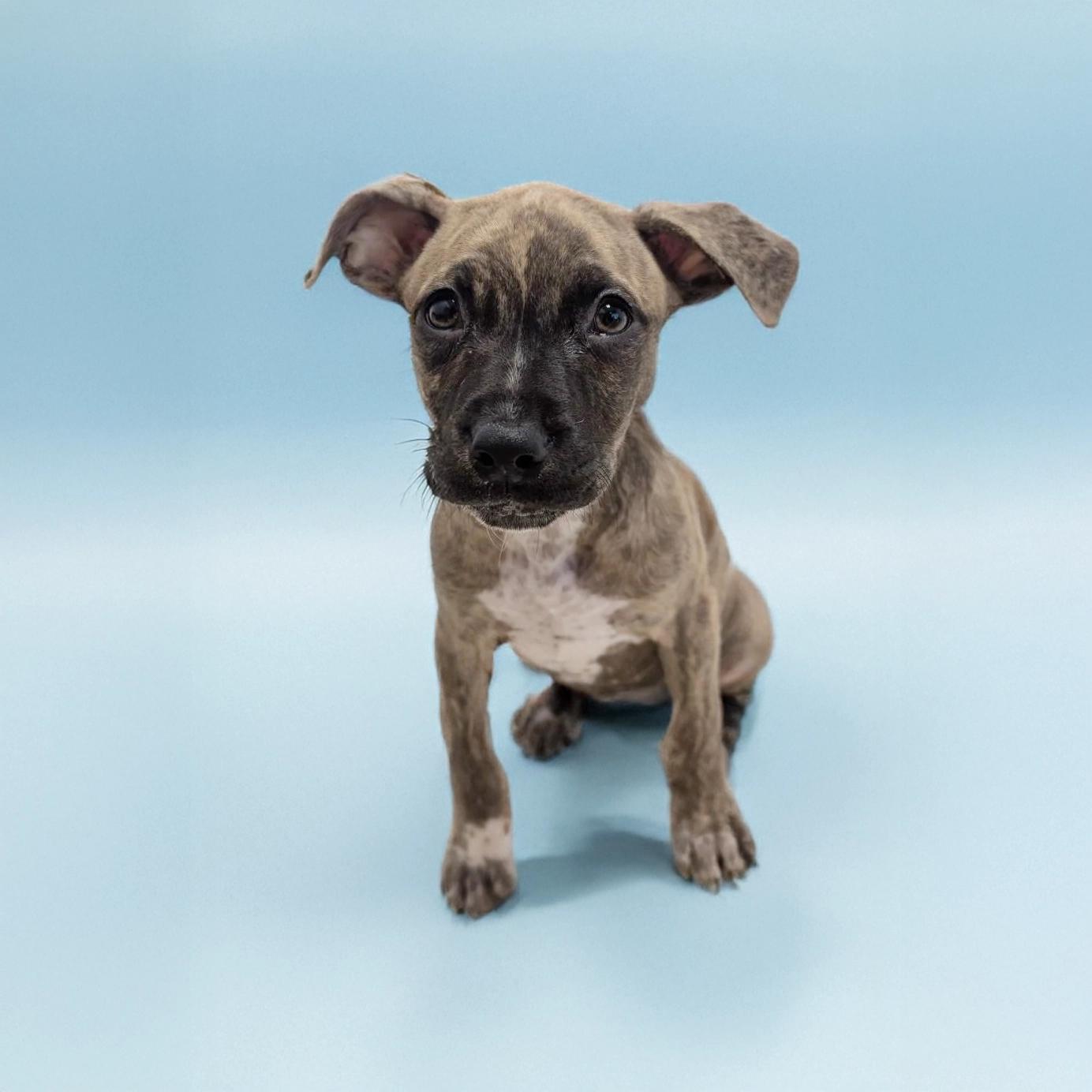 Fate, adopted, Puppy Female Pit Bull Terrier.