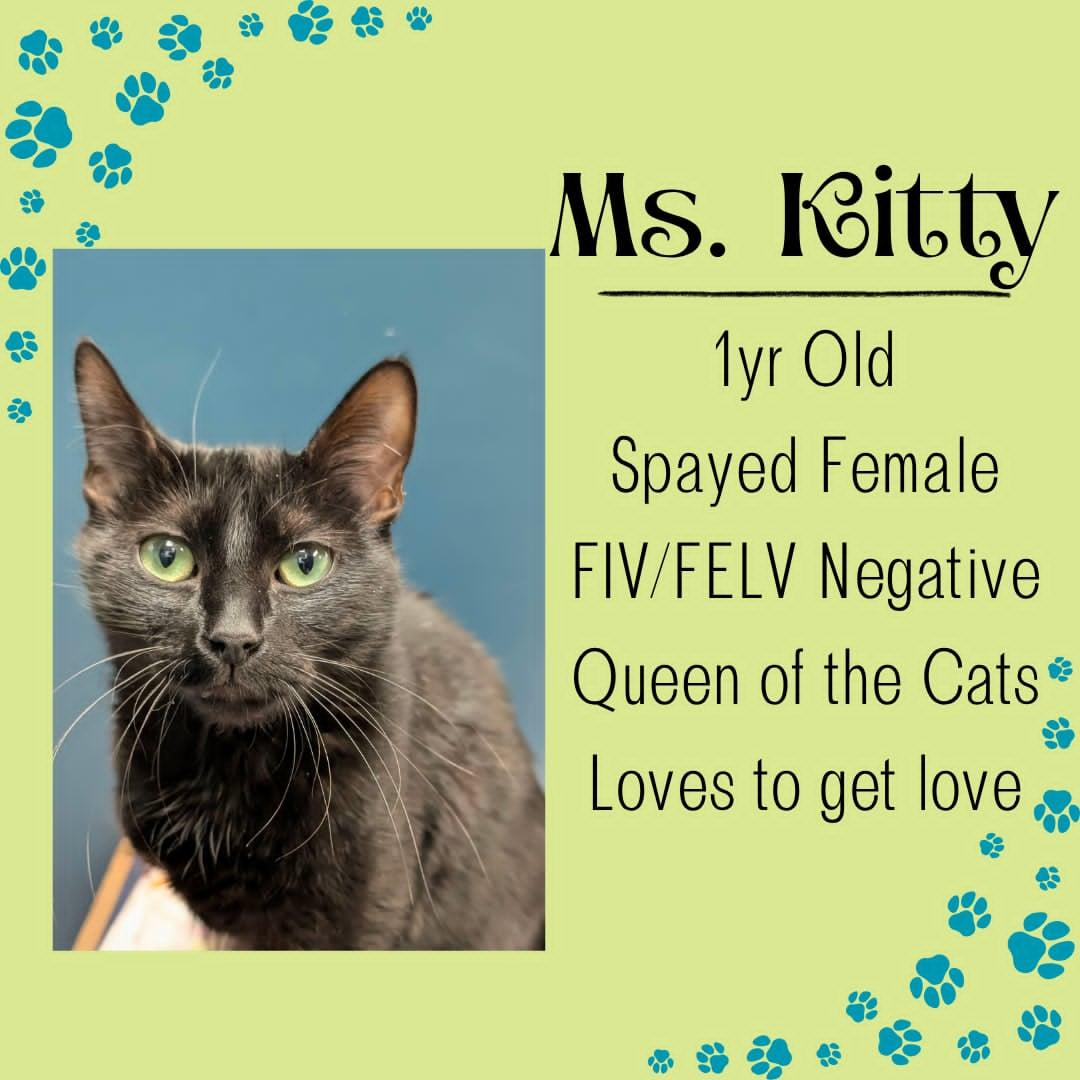 Enlarge Ms. Kitty, a ADOPTABLE Domestic Short Hair in Junction City, KS image 1/1