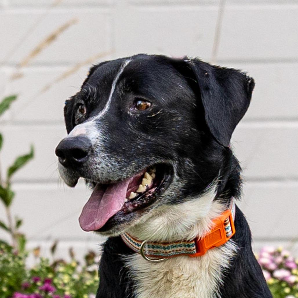 Enlarge Benny, a Adoptable mixed breed in Council Bluffs, IA image 1/5