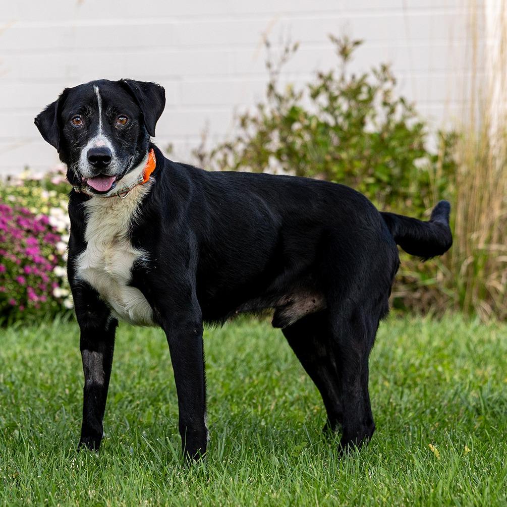 Enlarge Benny, a Adoptable mixed breed in Council Bluffs, IA image 2/5