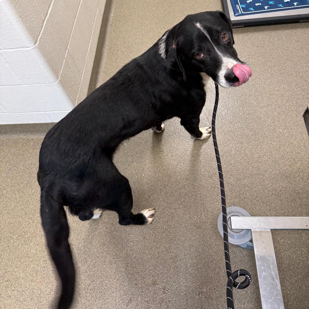 Enlarge Benny, a Adoptable mixed breed in Council Bluffs, IA image 3/5