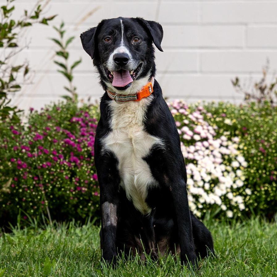 Enlarge Benny, a Adoptable mixed breed in Council Bluffs, IA image 4/5