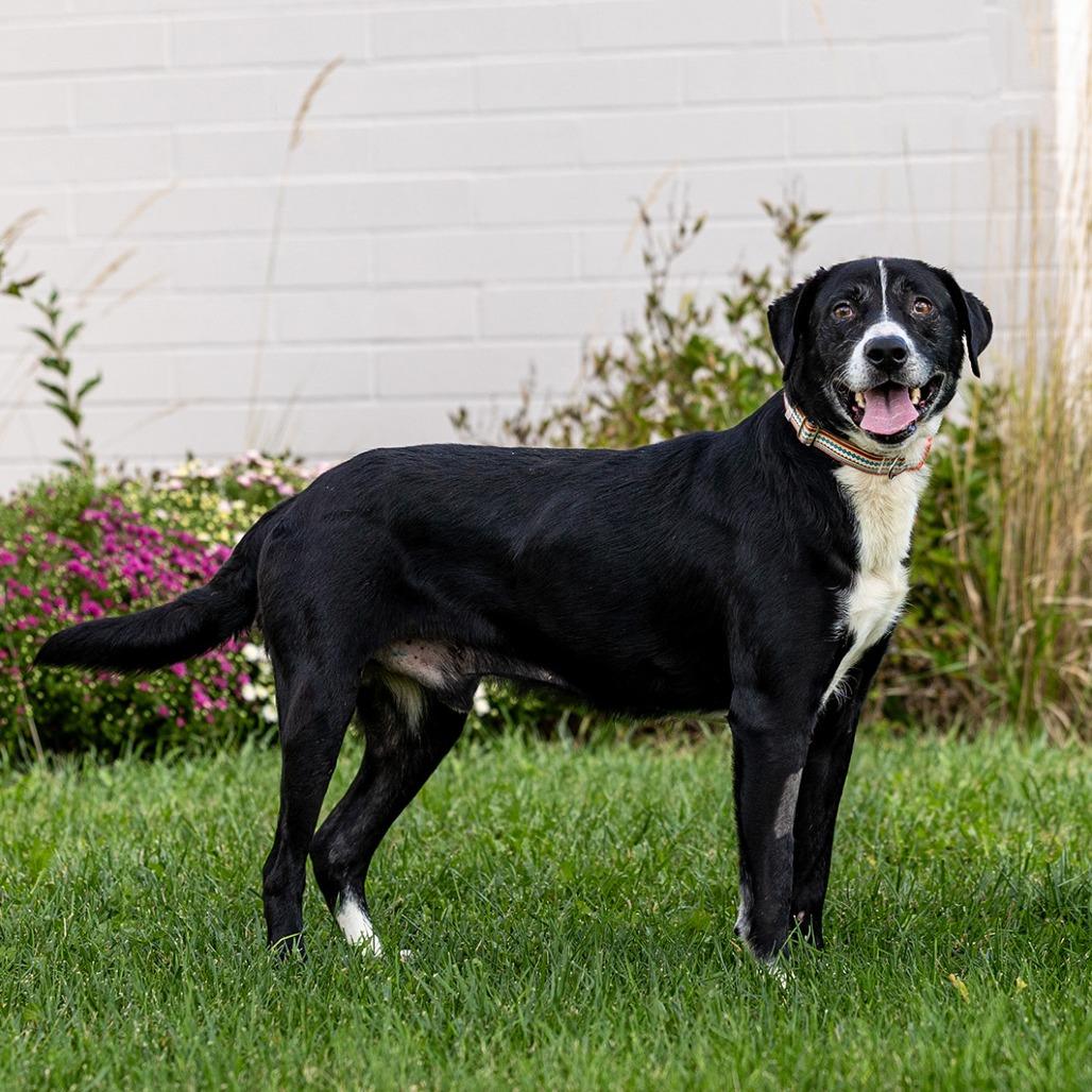 Enlarge Benny, a Adoptable mixed breed in Council Bluffs, IA image 5/5