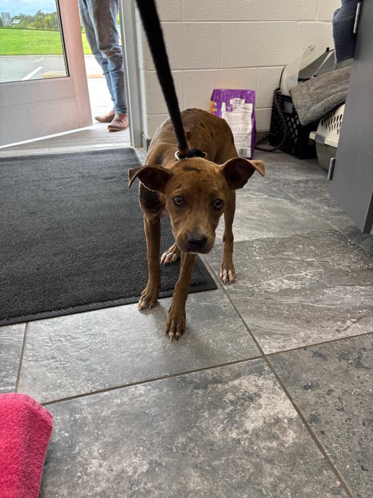 Becky, Adoptable, Young Female Mixed Breed.