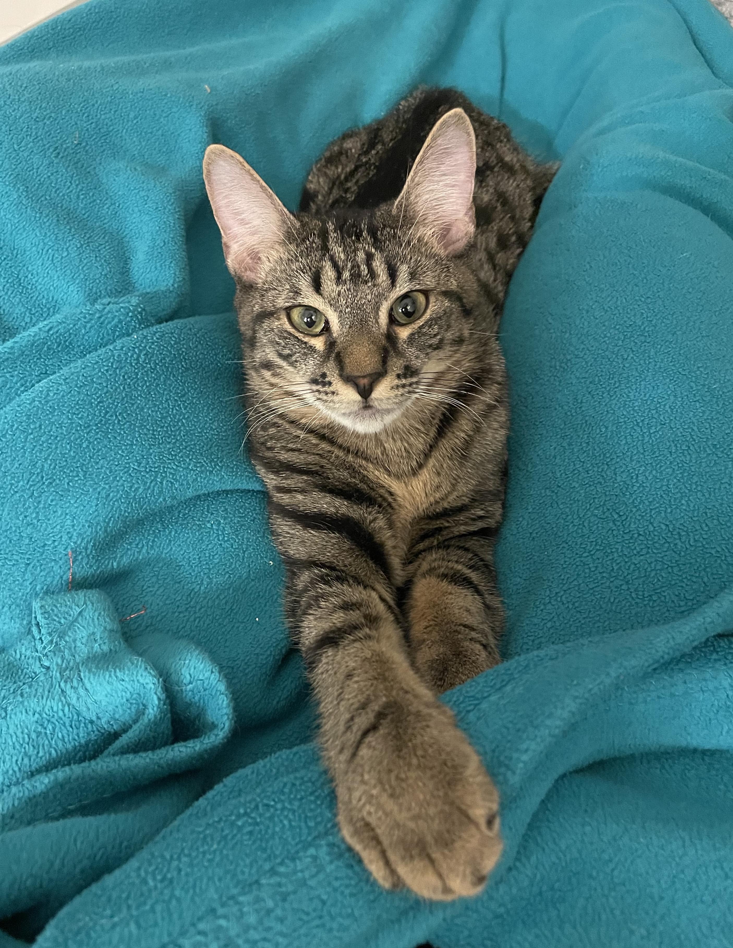 Enlarge Summer, a ADOPTABLE Domestic Short Hair in Brooklyn, NY image 1/5