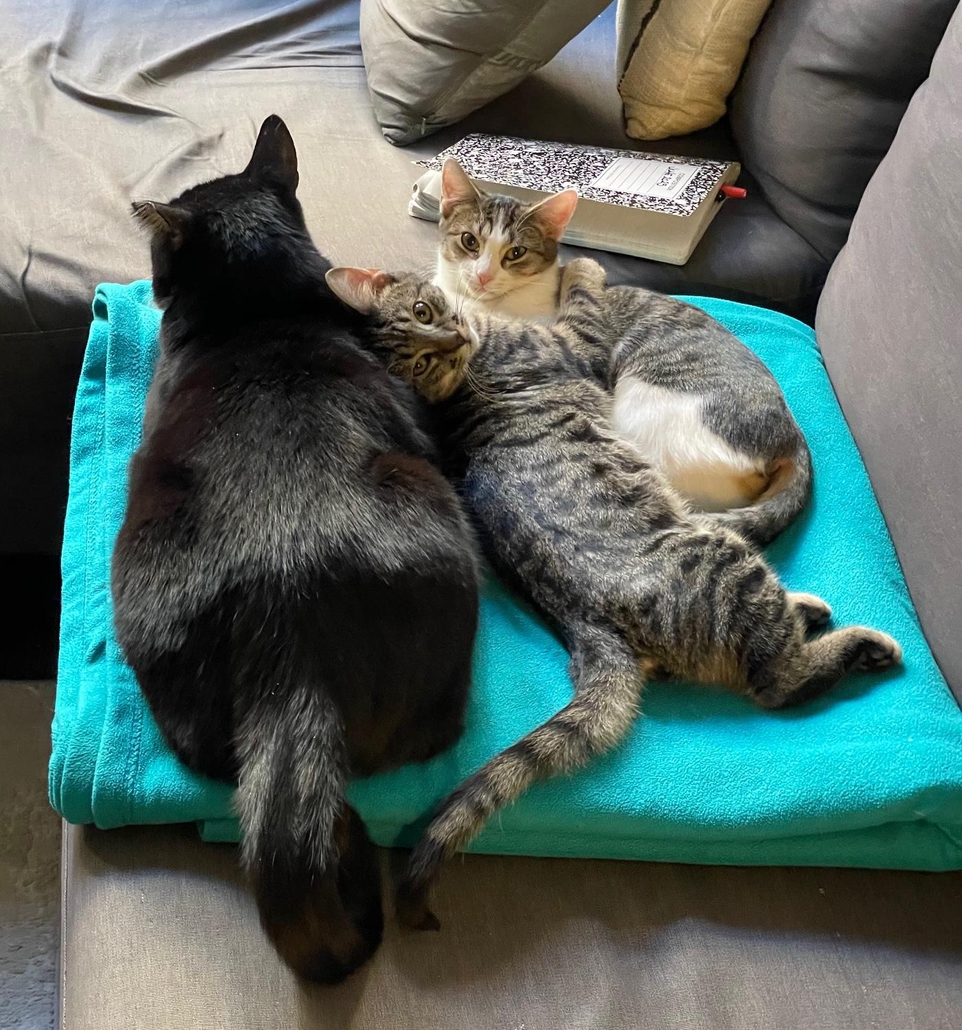 Enlarge Summer, a ADOPTABLE Domestic Short Hair in Brooklyn, NY image 3/5