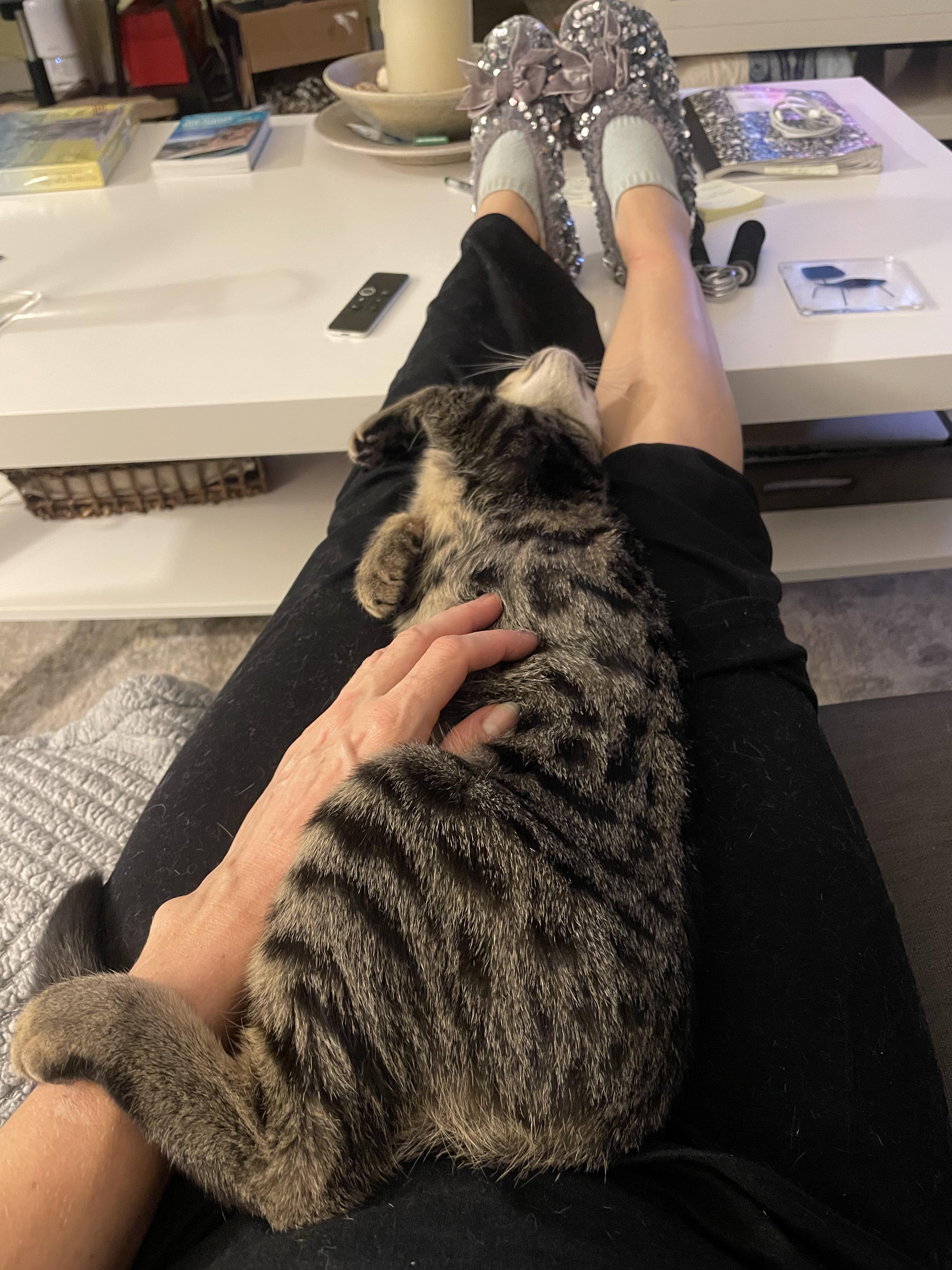 Enlarge Summer, a ADOPTABLE Domestic Short Hair in Brooklyn, NY image 4/5