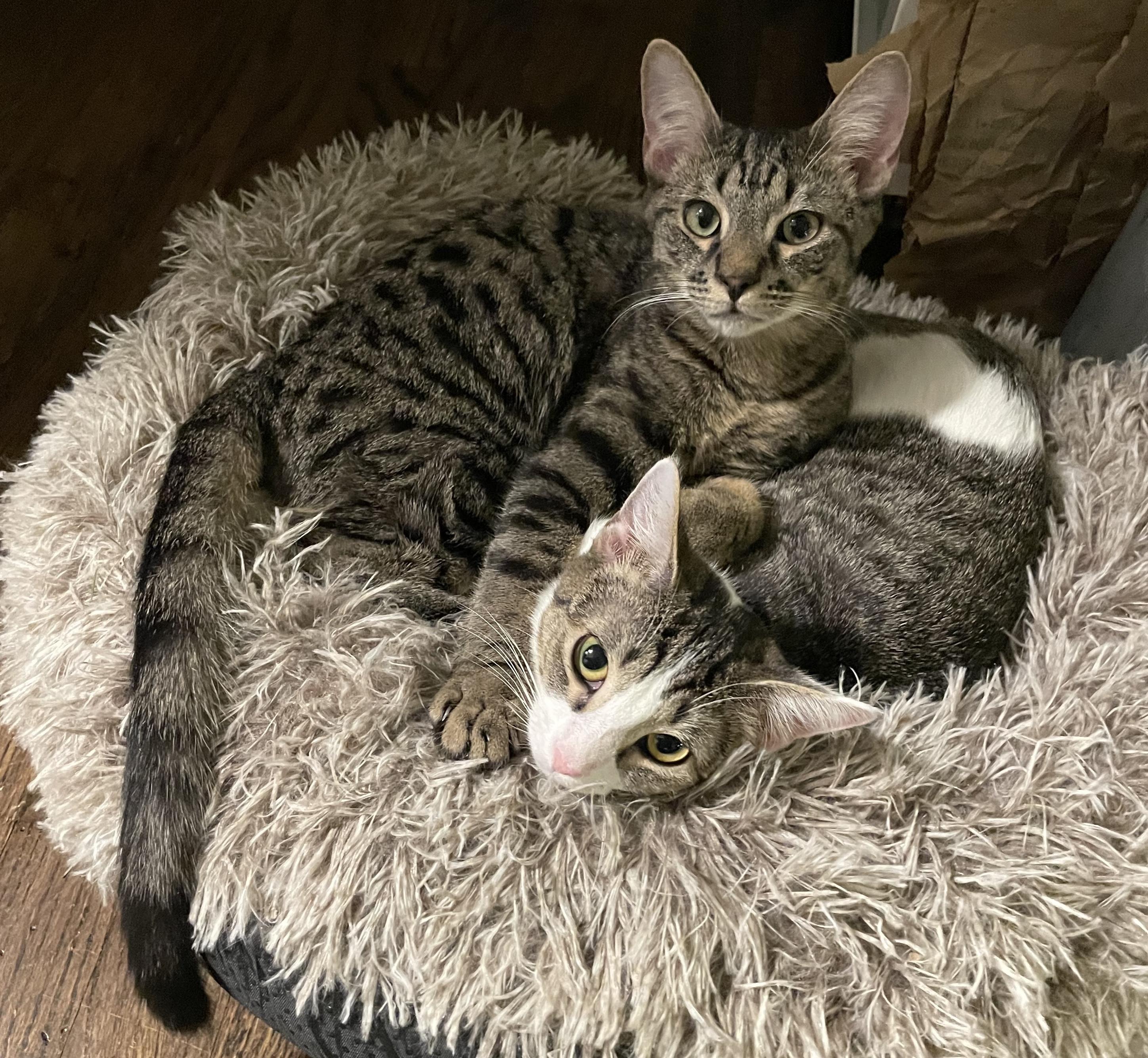 Enlarge Summer, a ADOPTABLE Domestic Short Hair in Brooklyn, NY image 2/5