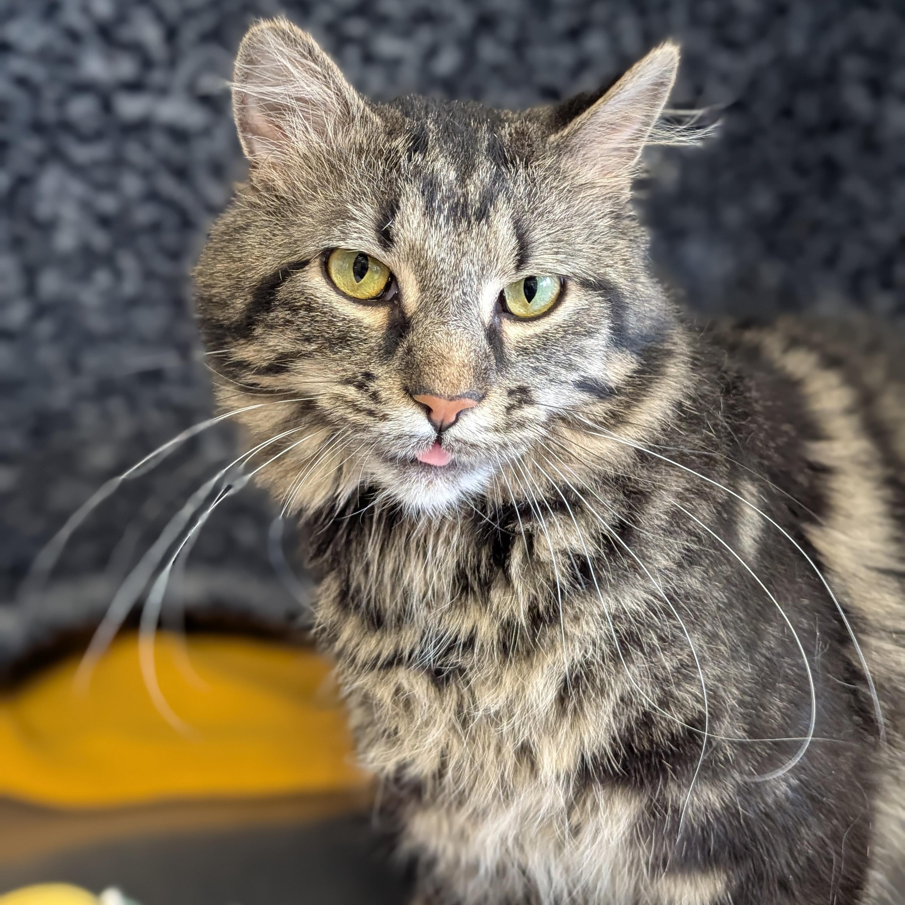 Enlarge Saffron - Reduced Fee!, an adopted Domestic Medium Hair in Jefferson, WI image 2/3