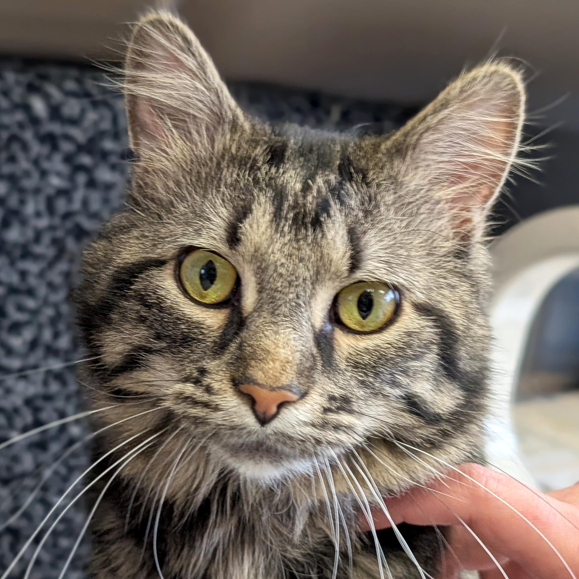 Enlarge Saffron - Reduced Fee!, an adopted Domestic Medium Hair in Jefferson, WI image 1/3