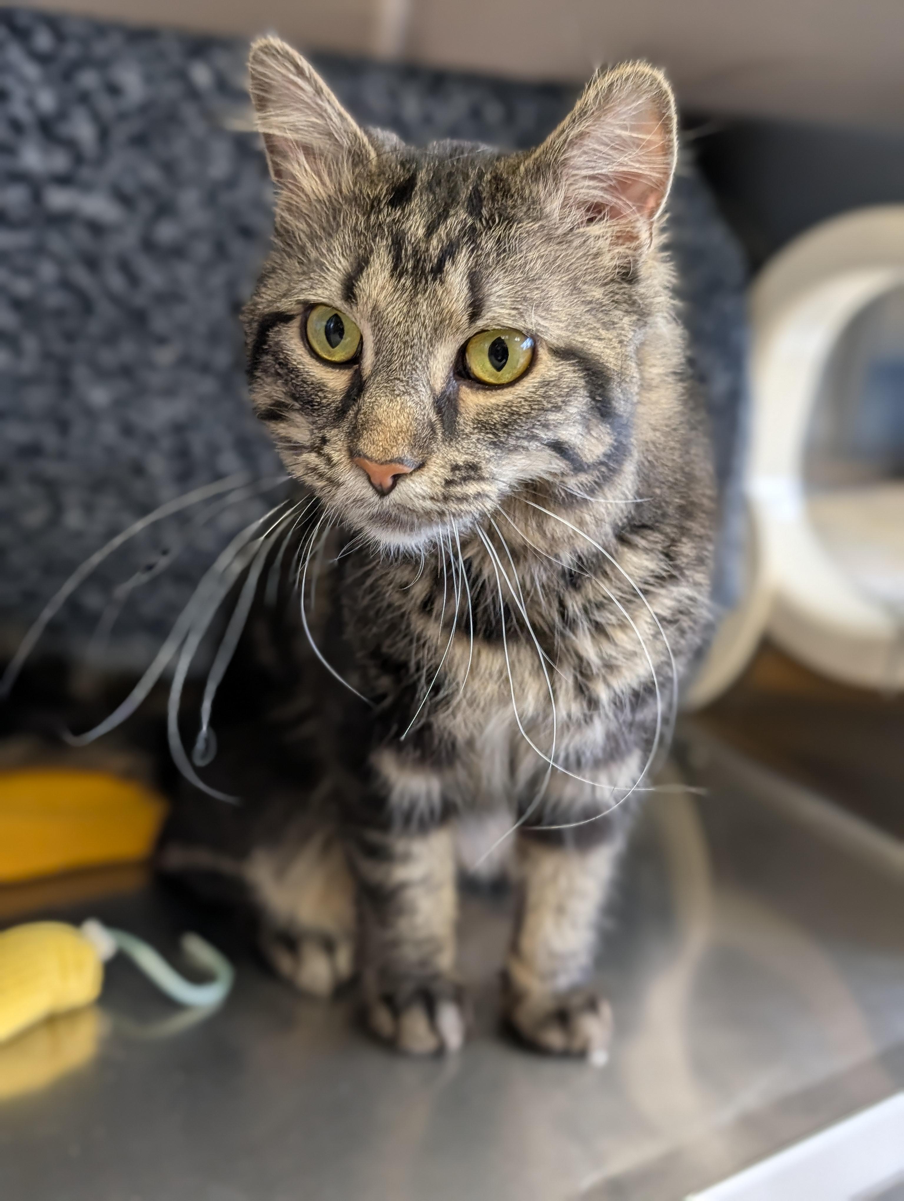 Enlarge Saffron - Reduced Fee!, an adopted Domestic Medium Hair in Jefferson, WI image 3/3