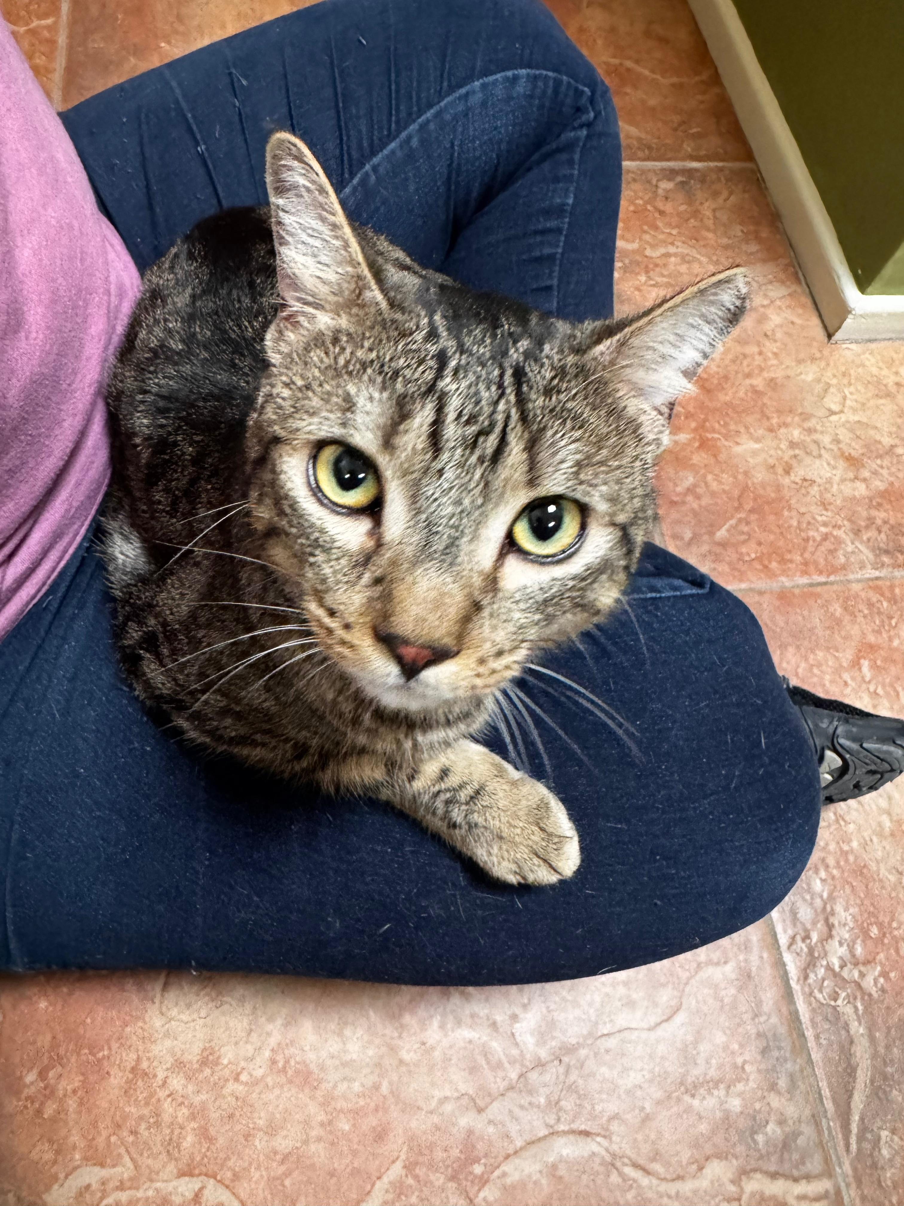 Diesel, a ADOPTABLE Tabby in Tucson, AZ image 5/5