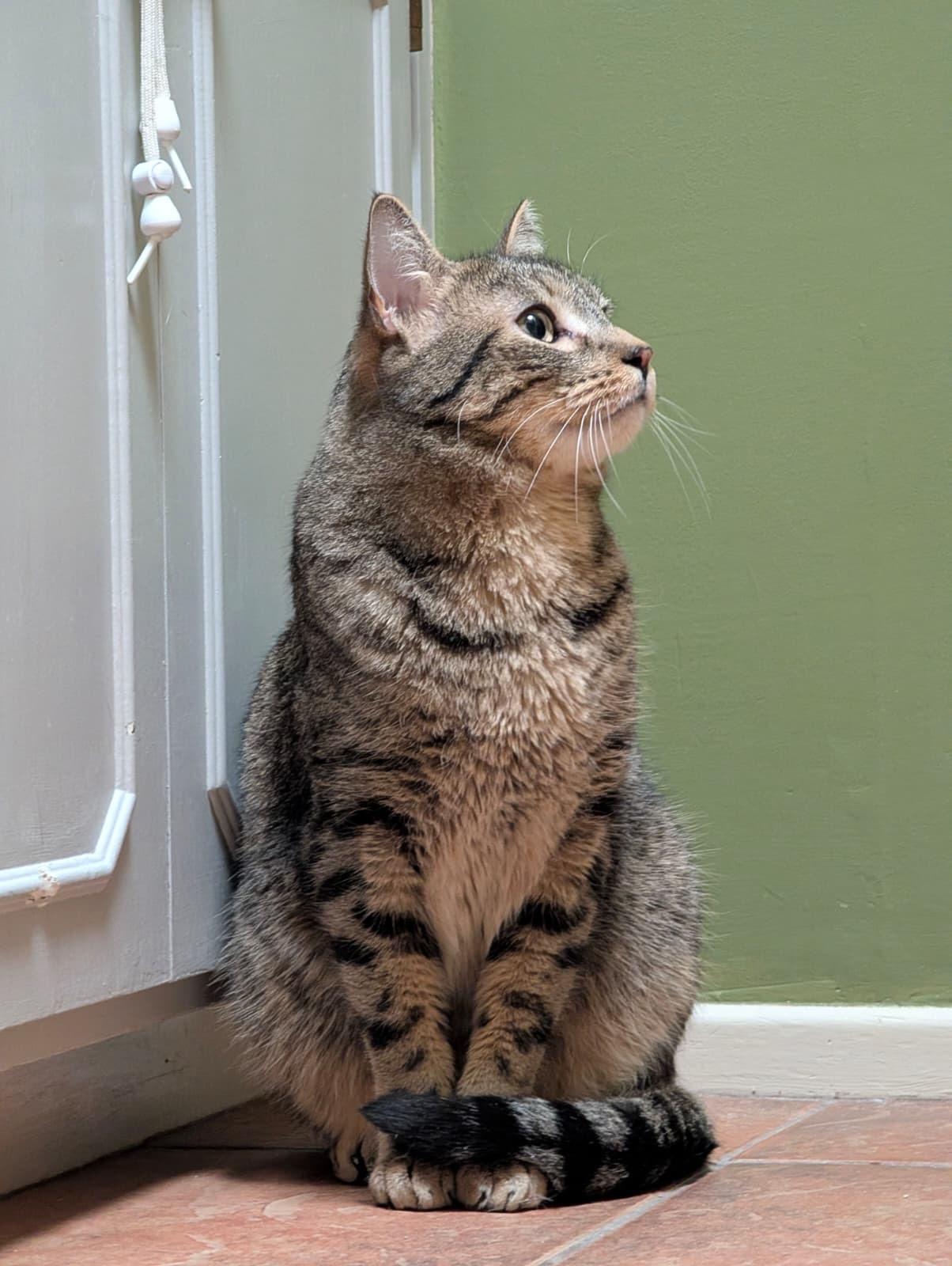 Diesel, a ADOPTABLE Tabby in Tucson, AZ image 2/5