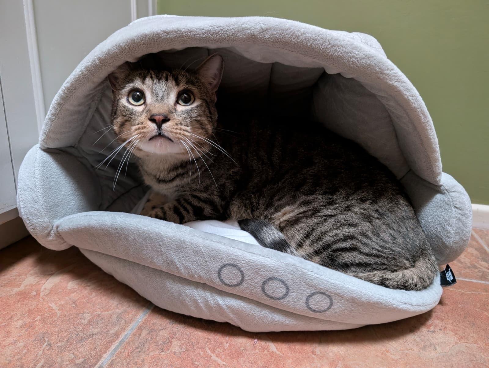 Diesel, a ADOPTABLE Tabby in Tucson, AZ image 4/5