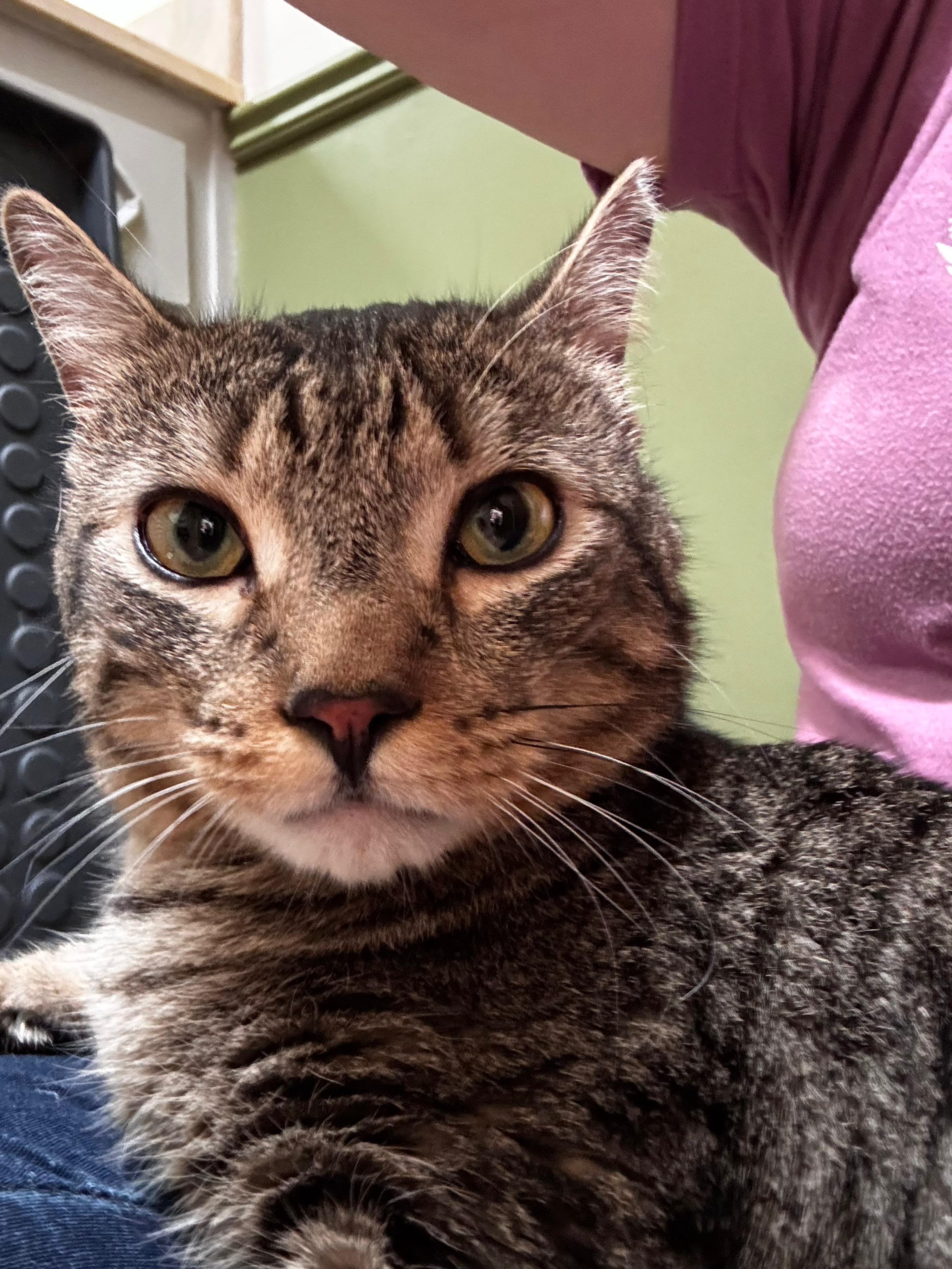 Diesel, a ADOPTABLE Tabby in Tucson, AZ image 3/5