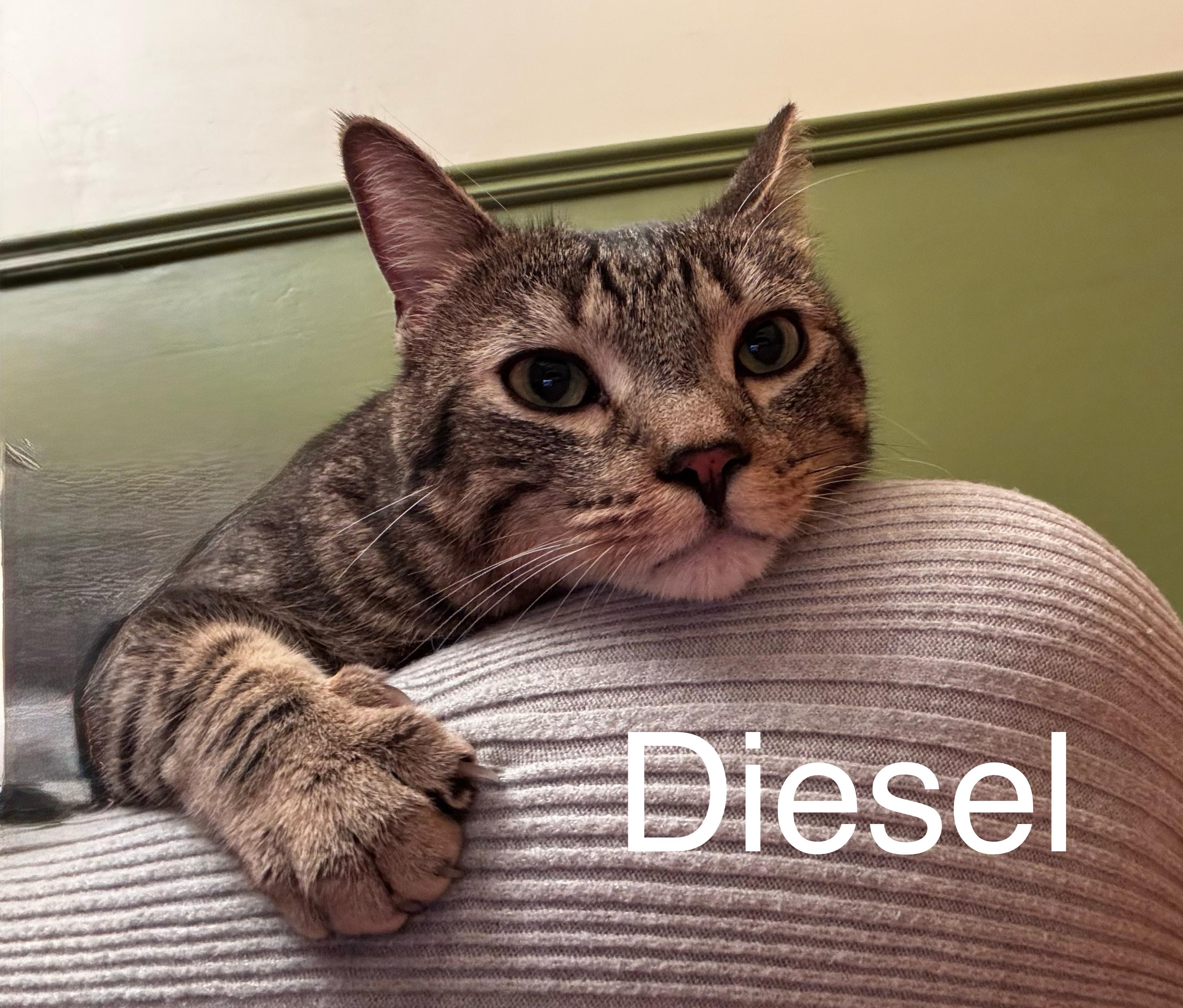 Diesel, ADOPTABLE, Adult Male Tabby.