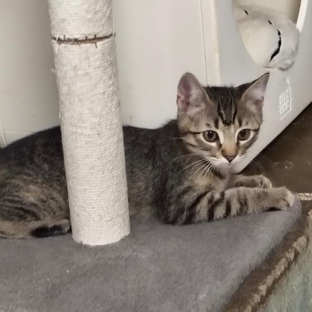 Ella, Adoptable, Kitten Female Domestic Short Hair.
