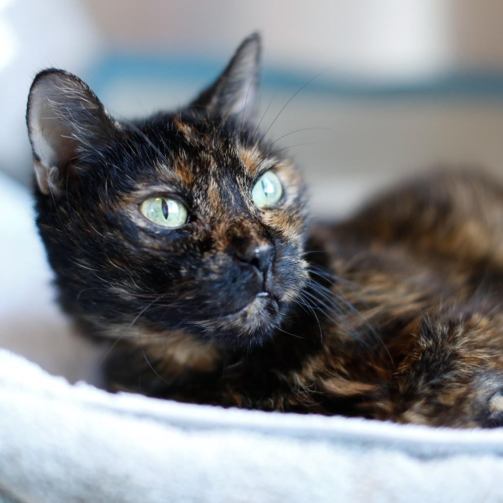 Enlarge Sunshine, a Adoptable Domestic Short Hair in Dover, NH image 1/3