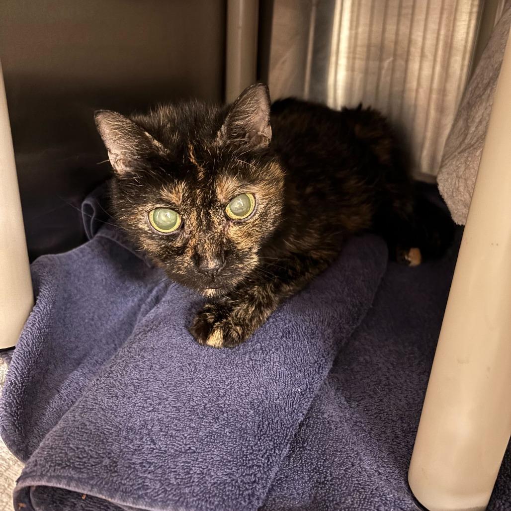 Enlarge Sunshine, a Adoptable Domestic Short Hair in Dover, NH image 2/3