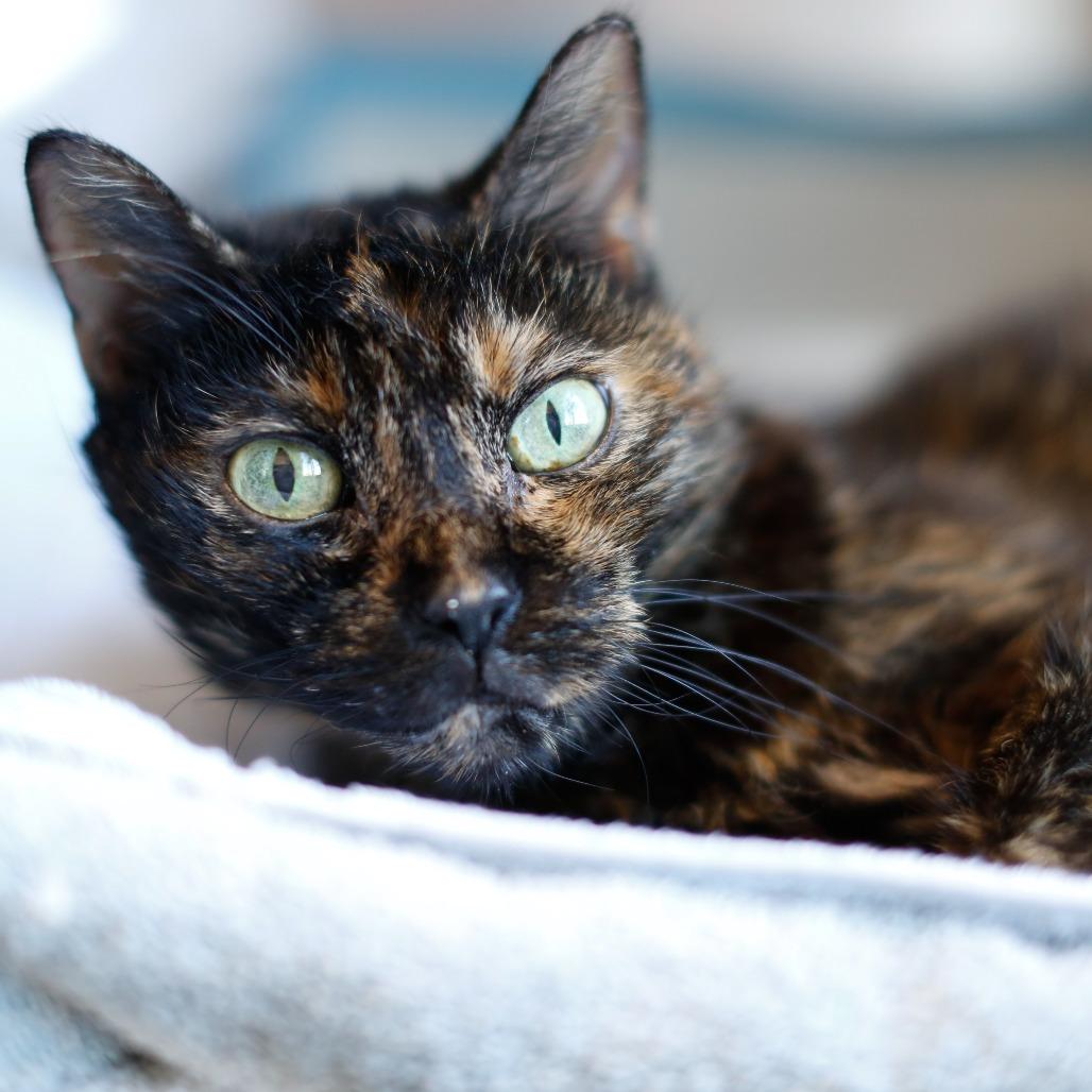 Enlarge Sunshine, a Adoptable Domestic Short Hair in Dover, NH image 3/3