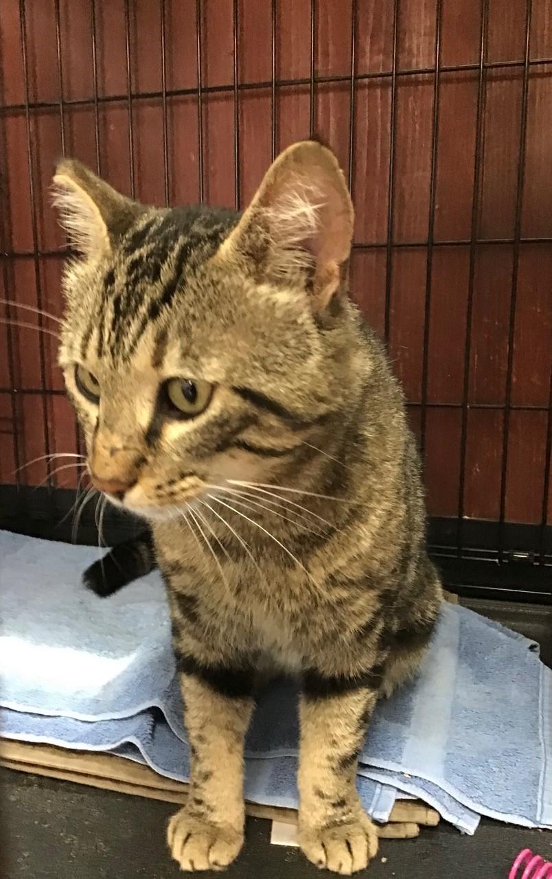 Goliath, Adult Male American Shorthair
