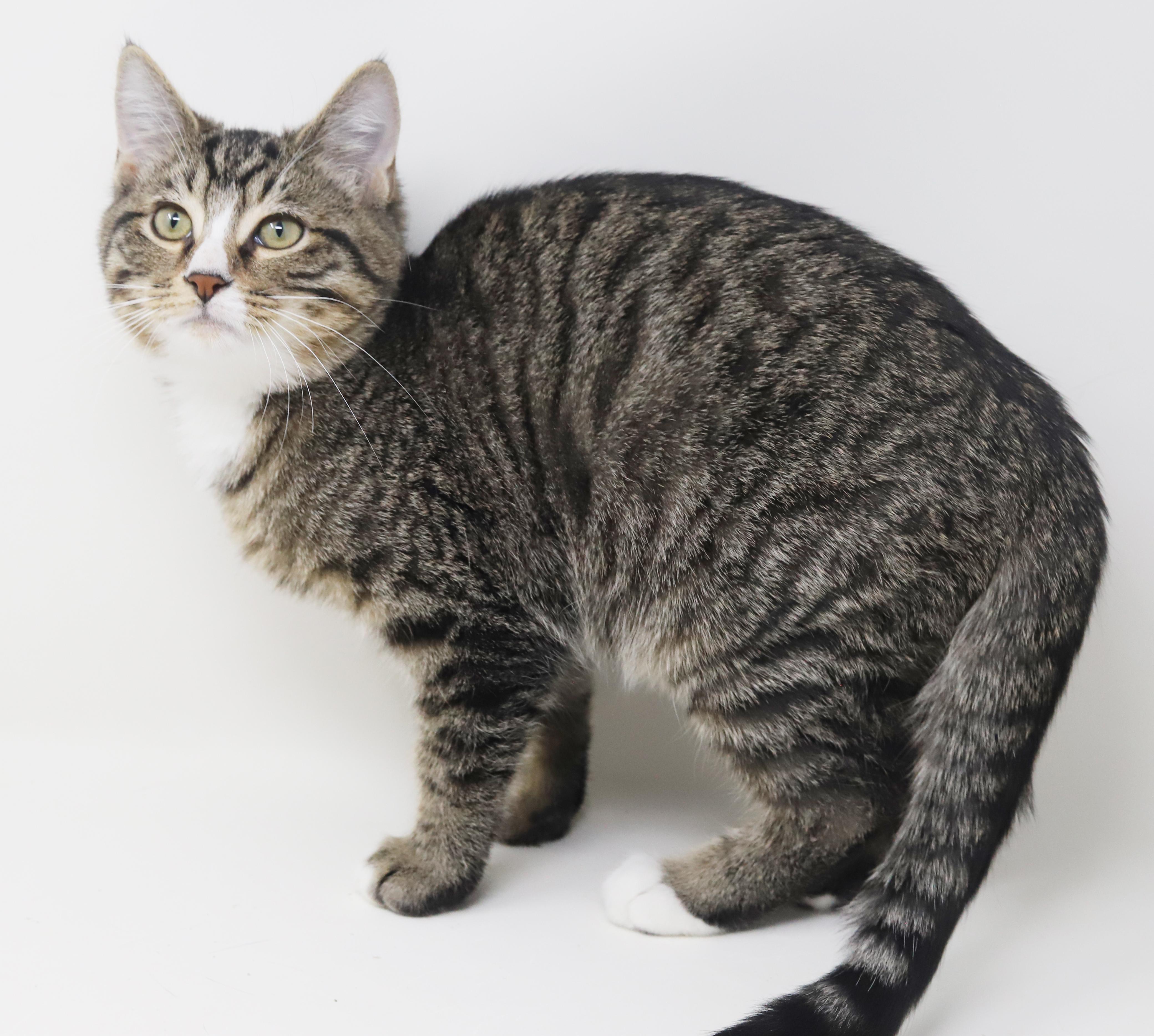 Enlarge Pucker up for kisses from Pucker!  He's a lover x 10000000!, a Adoptable mixed breed in Bedford Hills, NY image 3/6